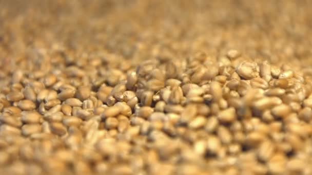 Cereali di grano. Due colpi. Orizzontali e padella verticale. Primo piano . — Video Stock