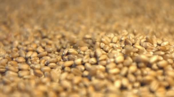 Pšeničná zrna. 2 výstřely. Vodorovný posun. Detail. — Stock video