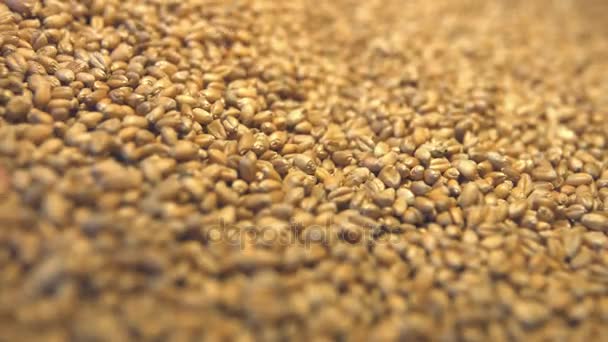 Cereali di grano su fondo giallo. Due colpi. Padella orizzontale. Primo piano . — Video Stock