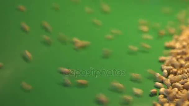 Pšeničná zrna na zeleném pozadí. 2 výstřely. Vertikální posun. Detail. — Stock video