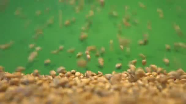 Cereali di grano su fondo verde. Due colpi. Padella orizzontale. Primo piano . — Video Stock