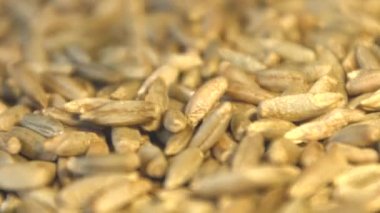 Çavdar tahıl. 3 çekim. Ağır çekim. Yatay ve dikey pan. Yakın-up.1. çavdar aşağı düşme tahıllar. Yatay (sağdan sola) panorama.2. Dikey (yukarıdan aşağıya) panorama.3. Yatay (soldan sağa) panorama. Yakın çekim.