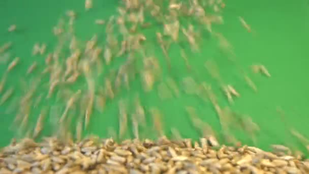 Cereali Segale Fondo Verde Due Colpi Padella Orizzontale Primo Piano — Video Stock