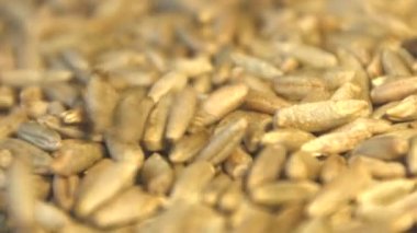 Çavdar tahıl. 3 çekim. Ağır çekim. Yatay ve dikey pan. Yakın-up.1. çavdar aşağı düşme tahıllar. Yatay (sağdan sola) panorama.2. Dikey (aşağıdan yukarıya) panorama.3. Dikey (yukarıdan aşağıya) dan panorama. Yakın çekim.