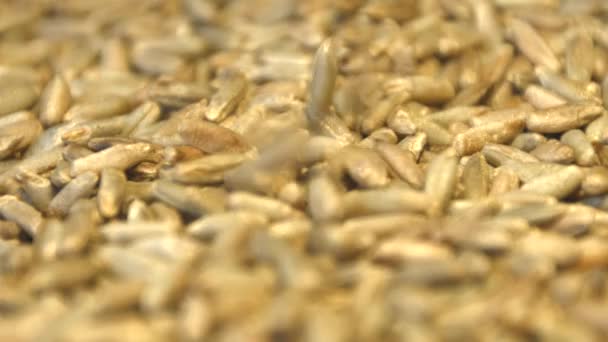 ライ麦粒です ショット スローモーション 垂直方向と水平方向のパン 閉じる ライ麦粒ダウンの滝 垂直方向 下上から から低速 Panorama — ストック動画