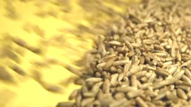 Çavdar taneleri sarı bir arka plan üzerinde. 2 tekila. Ağır çekim. Dikey pan. Yakın-up.1. çavdar taneleri aşağı (soldan sağa) sarı bir arka plan üzerinde haddeleme ve tüm alanı frame.2 doldurur. Dikey (yukarıdan aşağıya) dan panorama.