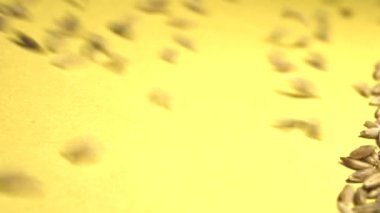 Çavdar taneleri sarı bir arka plan üzerinde. 2 tekila. Ağır çekim. Dikey pan. Yakın-up.1. çavdar tahıl haddeleme aşağı (soldan sağa) üzerinde sarı bir background.2. Dikey (aşağıdan yukarıya) panorama.