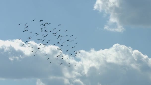 Stado Ptaków Locie Stado Duże Czarne Ptaki Latają Błękitne Niebo — Wideo stockowe