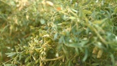 Büyüyen mercimek. 2 tekila. Yakın çekim.