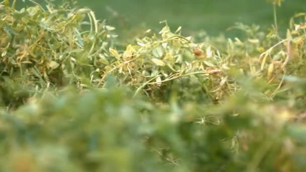 A cultivar lentilhas. 2 Tiros. Close-up . — Vídeo de Stock