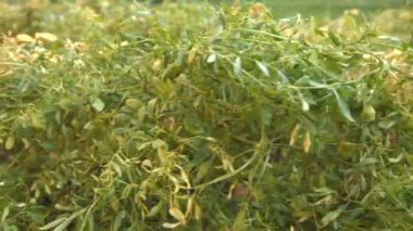 Büyüyen mercimek. 2 tekila. Yakın çekim.