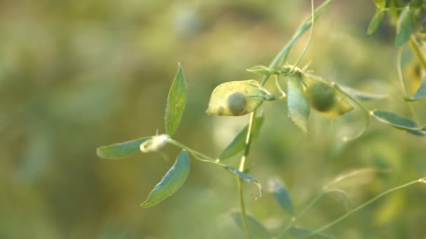 Lenticchie in crescita. Due colpi. Primo piano . — Video Stock