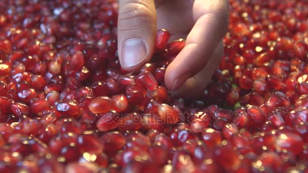 Pomegranate grains. 2 Shots. Slow motion. — Stock Video