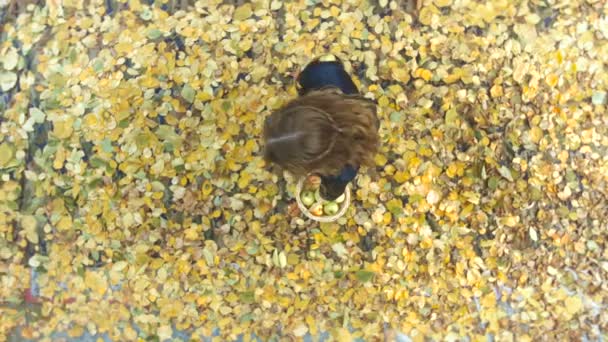 Cosecha de manzanas entre las hojas amarillas . — Vídeos de Stock