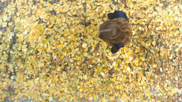 Apple harvesting among the yellow leafs. — Stock Video