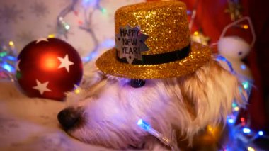 Yeni yıl süsleri güzel köpek.