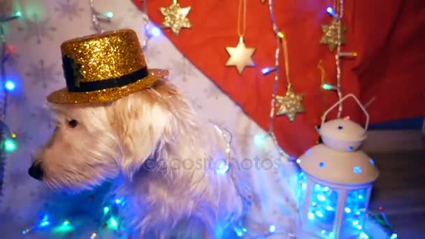 Lovely dog in the New Year decorations. — Stock Video