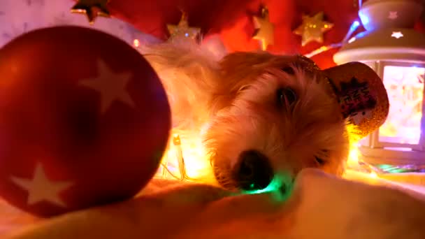 可爱的狗在新年装饰品. — 图库视频影像
