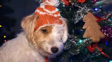Yeni yıl süsleri güzel köpek.