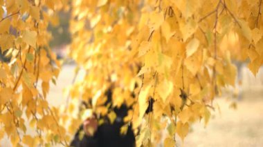 Bir kız bir sonbahar Park portresi. Ağır çekim. Genç bir kız aşağı asılı huş ağacı dalları altında yürüyor. O dallar iter ve kameraya bakıyor.