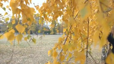 İki kız bir sonbahar Park. Ağır çekim. İki genç neşeli kız sarı ağaç arasında fotoğraflandı. Kamerayı sağa doğru düzgün kayma soldan.