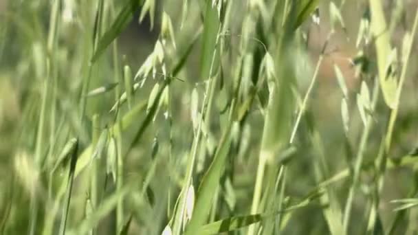 Avoine Croissance Coups Feu Gros Plan Poêle Horizontale Droite Gauche — Video