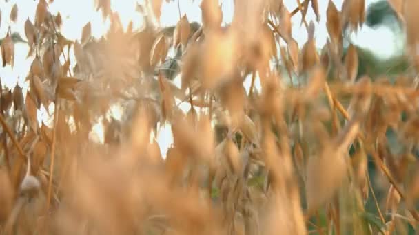 Uprawy Owsa Dojrzałe Szczelnie Góry Płynny Ruch Kamery Prawej Lewej — Wideo stockowe