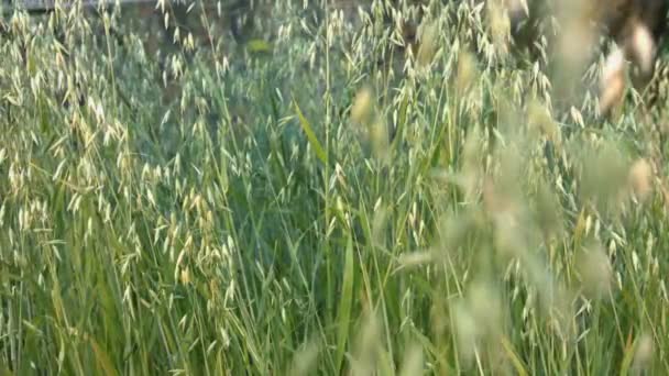成長している麦 ショット 右左から から水平方向のパン 成長している麦に沿ってカメラの滑らかな動き クローズ アップ 下上から から垂直パン — ストック動画