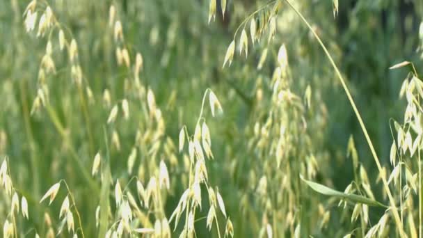 Avoine Croissance Coups Feu Gros Plan Panneau Vertical Bas Haut — Video