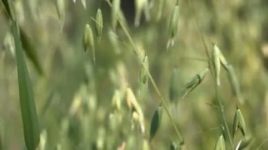 Artan yulaf. 2 tekila. 1. yakın çekim. Dikey (aşağıdan yukarıya) pan.2. Yatay (sağdan sola) pan. Artan yulaf boyunca kamera düzgün hareket.