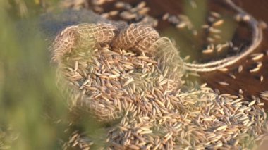 Doğada yulaf ile natürmort. Yakın çekim. Odak içinde / dışarı odaklanmak. Masanın üzerine bir torba yulaf yatıyor. Odağı tablo artan yulaf taşır..