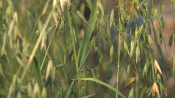 Natura Morta Con Avena Natura Pan Concentrati Concentrati Movimento Regolare — Video Stock