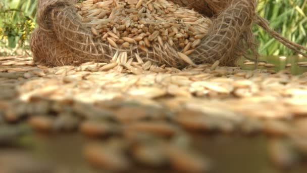 自然の麦のある静物 クローズ アップ 下上から から垂直パン 麦の袋がテーブルの上にあります 成長している麦が背景に — ストック動画