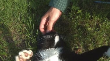 Kedi otların arasında yatıyor. Bir adamın elini kafasına kedi sıvazlar. Kedi seven, sırt üstü yatıyor ve sahiptir. Ağır çekim.