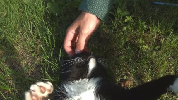 Die Katze Liegt Gras Ein Mann Streicht Der Katze Mit — Stockvideo