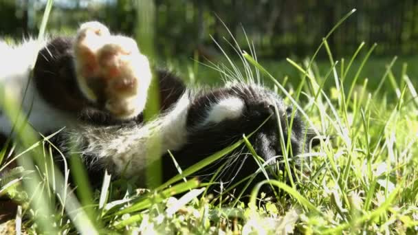 Cat Lies Grass Cat Sleeps Grass Dream Shakes His Paws — Stock Video