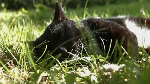 Gatto Giace Nell Erba Gatto Riposa Nell Erba Chiudendo Metà — Video Stock