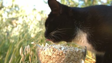 Kedi ve doğada yulaf ezmesi. Kedi yulaf büyüyen arka planı yulaf gevreği yiyor. Ağır çekim.