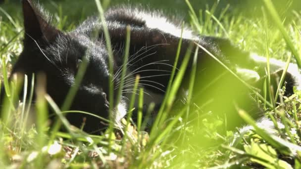 Kat Ligt Het Gras Kat Rusten Het Gras Half Sluiten — Stockvideo