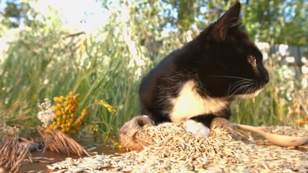 Gato Avena Naturaleza Gato Yace Sobre Una Pila Avena Dispersa — Vídeos de Stock