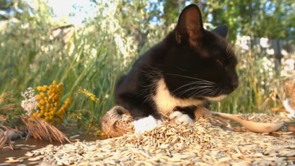Kedi Doğada Yulaf Ezmesi Kedi Dağınık Yulaf Yığını Üzerinde Yatıyor — Stok video