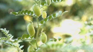Husks.1 büyüyen yeşil nohut. Yakın çekim. Dikey (aşağıdan yukarıya) pan.2. Yatay (soldan sağa) pan. Nohut bushes.3 boyunca kamera düzgün hareket. Büyüyen nohut yakın çekim. 