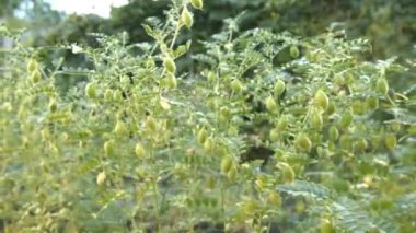 Kabuğu içinde büyüyen yeşil nohut. 2 Shots.1. Yatay (sağdan sola) pan. Nohut bushes.2 boyunca kamera düzgün hareket. Büyüyen nohut yakın çekim. 