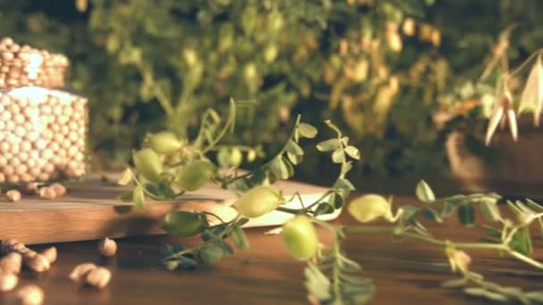 ヒヨコ豆のある静物 右から左 ヒヨコ テーブルに沿ってカメラのグライド バック グラウンドでブッシュのヒヨコ豆を育てる — ストック動画