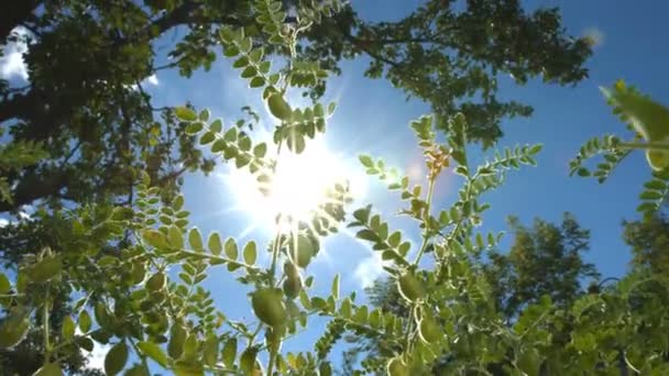 Καλλιέργεια Πράσινο Ρεβίθια Στο Φλοιό Shots Κατακόρυφη Από Κάτω Προς — Αρχείο Βίντεο