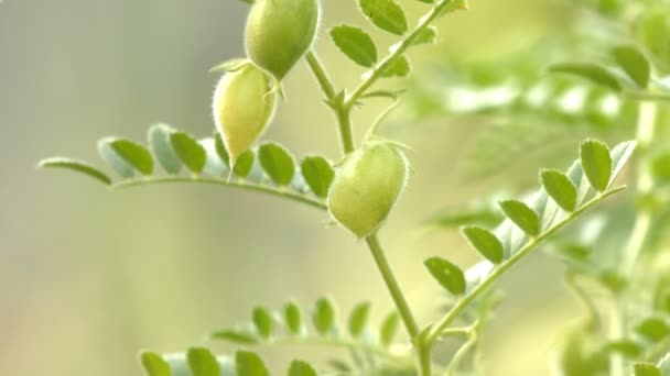 Καλλιέργεια Πράσινο Ρεβίθια Στο Φλοιό Shots Κατακόρυφη Από Κάτω Προς — Αρχείο Βίντεο