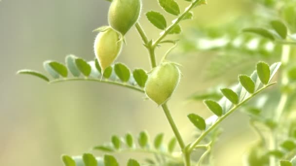 Groeiende Groene Kikkererwten Het Kaf Shots Verticaal Van Onder Naar — Stockvideo