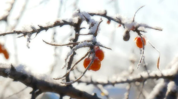 Sea buckthorn in the winter. The fruits of sea-buckthorn on a branch closeup.