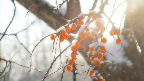 Sea buckthorn in the winter. The fruits of sea-buckthorn on a branch closeup.