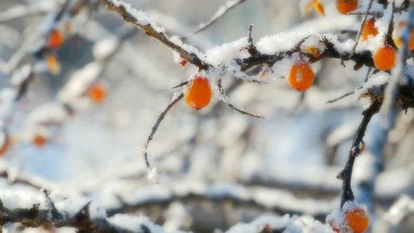 Sea buckthorn in the winter. The fruits of sea-buckthorn on a branch closeup.